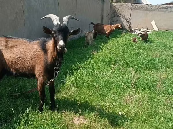 Echki, Czech Brown Shorthaired goats