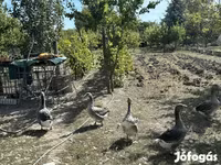 Geese — fotografija 3