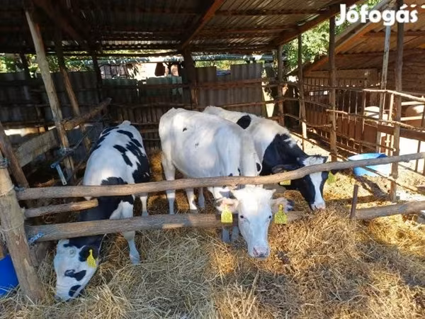 公牛, Holstein breed