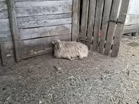 Sheep, Baerchuke sheep — photo 3