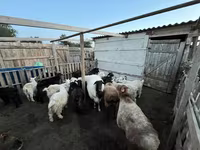 Koza, Kozy — zdjęcie 1