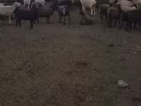 Qoyun, Romanov sheep — foto 4