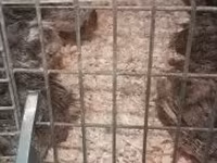 Quails — 写真 4