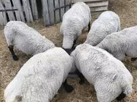 公羊, White Suffolk sheep — 照片 2