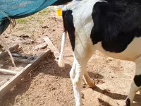 İnək, Russian Black pied cattle — foto 4