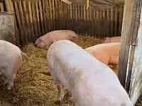 मादा सूअर, Крупная белая — फ़ोटो 3