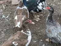 Guinea fowl — fotografija 1