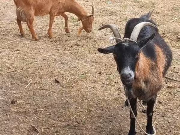 Ziege, Alpine goat