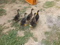 Ducks — photo 2