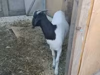 Koza, Nubian Goat — fotografija 3
