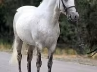 雄馬, Falabella — 写真 1