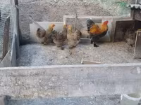 婆罗门鸡 — 照片 4