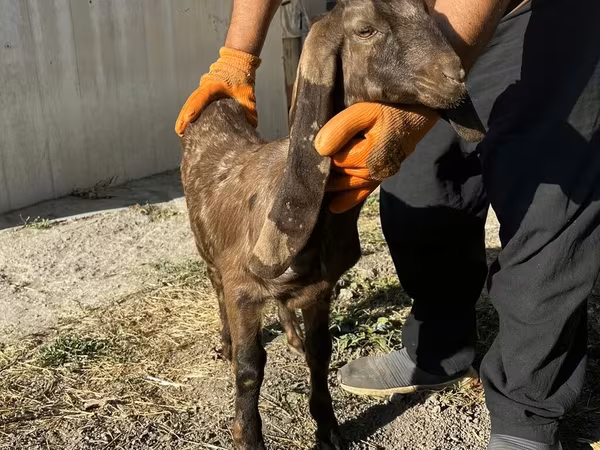 Ziege, Kamori goats