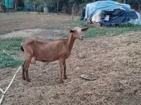 Cabra, Cabras — foto 5