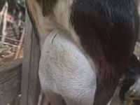 Cabro, Alpine goat — foto 2