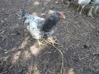 Chickens — zdjęcie 4