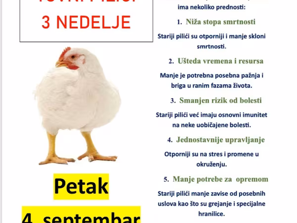 Chickens
