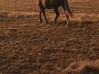 Koń, Altai horse — zdjęcie 1