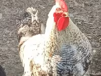 Chickens — fotografija 3