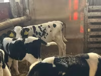 Bulle, Russian Black pied cattle — Foto 1
