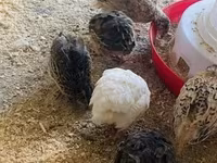 Quails — फ़ोटो 3
