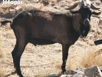 تيس, Alpine goat — الصورة 2