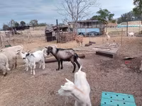 山羊（批次，未指定性别）, Goats — 照片 1