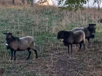 Widder, Romanov sheep — Foto 2