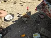 Chickens — Foto 1