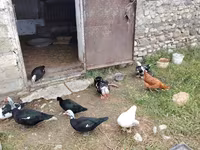 Domestic Muscovy — photo 7