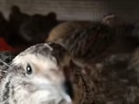 Quails — photo 3