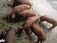 母猪, Дюрок — 照片 3