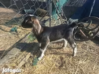 عنزة, Alpine goat — الصورة 6