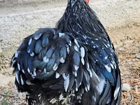 Pekinška bantam — fotografija 4
