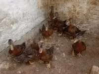Ducks — Foto 1