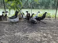 Ducks — photo 2