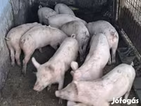 公猪, Pigs — 照片 1