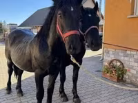 حصان, Hungarian horse breed — الصورة 3