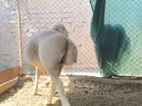 Baran, Rhon sheep — zdjęcie 6