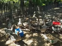 Geese — Foto 1