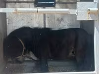 Caballo, Caballos — foto 2