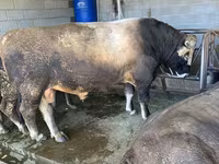 Bik, Swiss cattle — fotografija 3