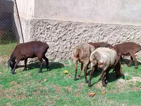 Ovelha, Ovelhas — foto 3