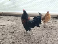 Чеська золота строката курка — фото 5