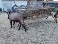 公山羊, Goats — 照片 7