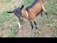 Cabra, Cabras — foto 3