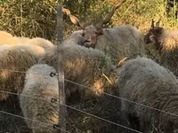Ovelha, Racka sheep — foto 1