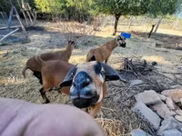 Brebis, Cameroon sheep — photo 1