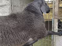 Widder, Hissar sheep — Foto 6