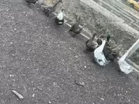 Ducks — zdjęcie 5